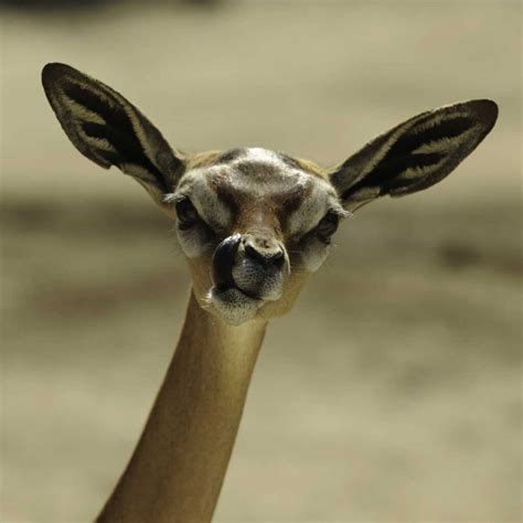 10 Fun Facts About Gerenuk - Factopolis