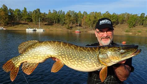 P Che Du Brochet Passer Le Pi Ge Du D But De Saison