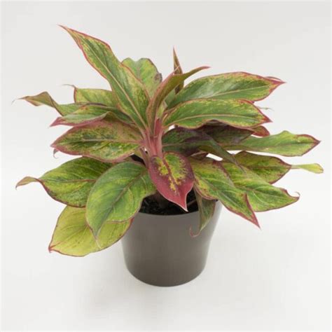 Red Aglaonema For Sale | Houseplants Starting at $1.99