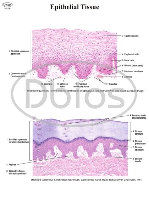 Stratified Squamous Keratinized Epithelium Diagram