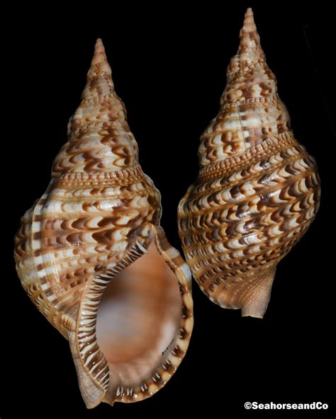 Atlantic Triton Snail Charonia Variegata Lamarck 1816