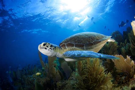 7 Best Places To See Wild Sea Turtles In Florida - Florida Trippers