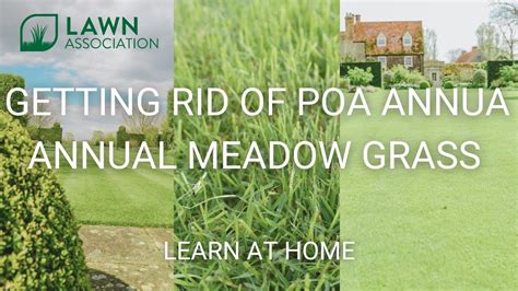 Getting Rid Of Poa Annua Annual Meadow Grass Lawn Association Youtube