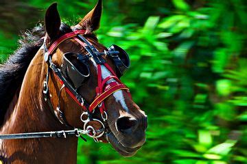 Шоры и блиндеры. - Верховая езда | КОНОВОД