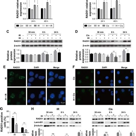 Icotinib Hydrochloride Inhibits Egfr Signaling Pathway In Hela S3