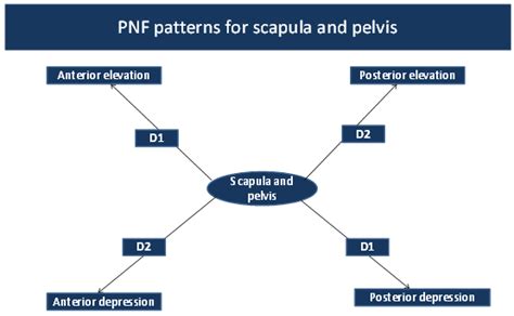 Scapular PNF Patterns