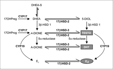 Simplified Schematic Representation Of Sexsteroid Biosynthesis