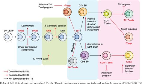 Figure 1 From The Multifaceted Roles Of Bcl11b In Thymic And Peripheral