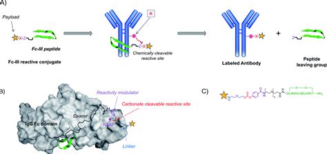 Template Directed Synthesis Of Antibody Fc Conjugates With Concomitant