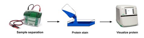 Protein Detection And Quantitation Abp Biosciences