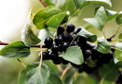 Huckleberry | Description, Plant, Fruit, Leaves, Distribution, & Facts ...