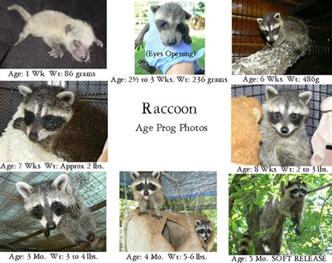 Development - The Raccoon Resource