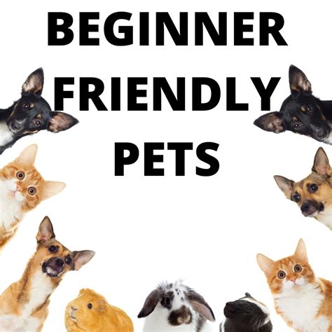 7 Beginner Friendly Pets That are Low Maintenance - Miles with Pets