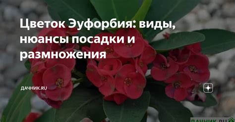 Цветок Эуфорбия: виды, нюансы посадки и размножения | Дачник.RU | Дзен