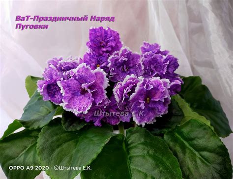 Фиалка ВаТ-Праздничный Наряд Пуговки