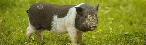 Pot Bellied Pig | Large Animal Veterinary Services | ECLAP