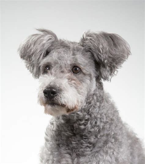 Hungarian Pumi | Dogs | Breed Information | Pumi dog, Dog breeds, Dog ...