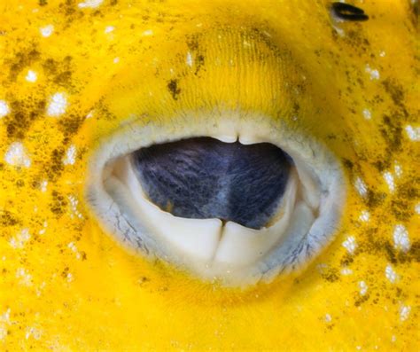puffer fish  buck teeth  michelle mowery blog