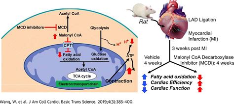 JACC Journals On Twitter Can Modulating Cardiac Metabolism With