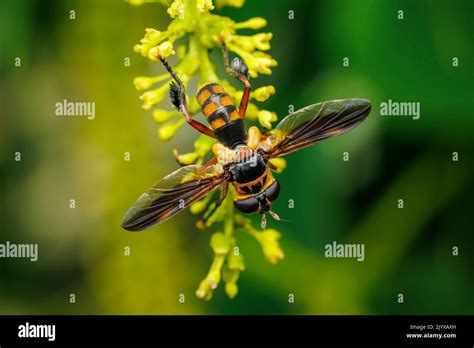 Feather Legged Flies Hi Res Stock Photography And Images Alamy