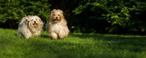 Master the Art of Havanese Grooming for a Happy, Healthy Puppy