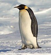 penguin wikipedia