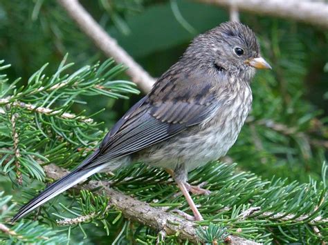 Dark-eyed Junco - NestWatch