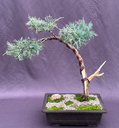 Shimpaku Juniper Bonsai Tree (shimpaku itoigawa) - Walmart.com