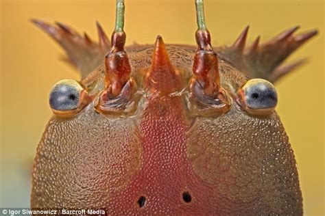 Bugs Eye View The Stunning Close Ups Of World S Most Unusual Creepy