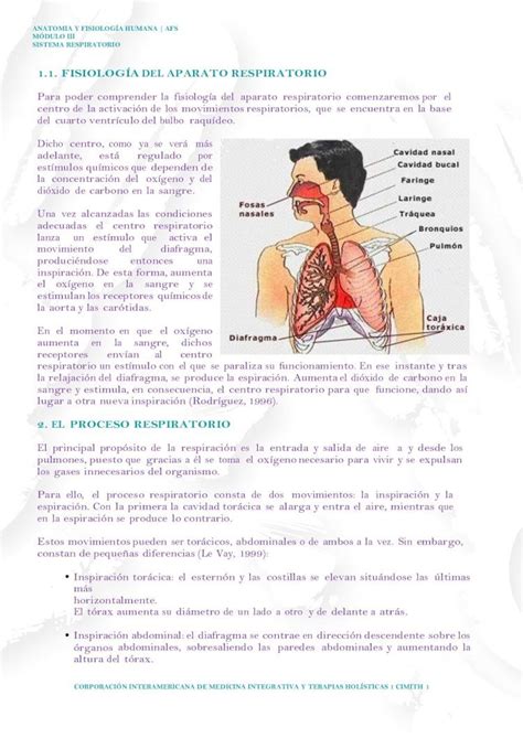 Pdf Fisiolog A Del Aparato Respiratorio Las Estructuras Que