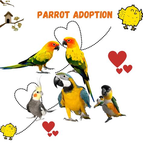 Parrot adoption - How to adopt a parrot | where can i adopt a parrot