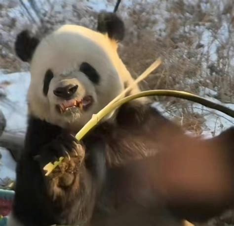 This Panda Gritting Its Teeth To Break Bamboo Is How All Of Us Look ...