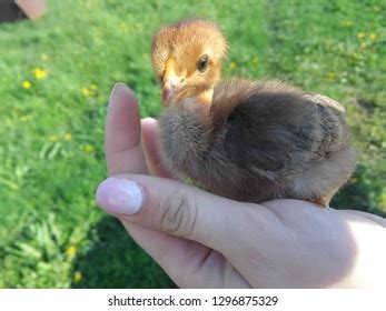 Chicken Naked Neck Stock Photo Shutterstock
