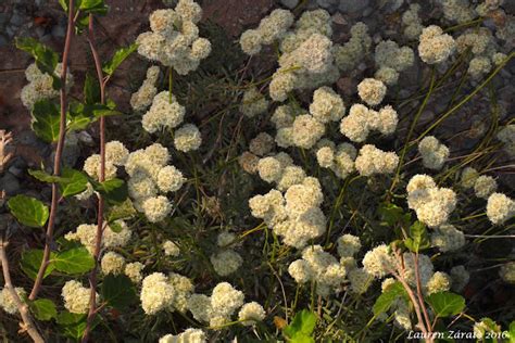 California Buckwheat Project Noah