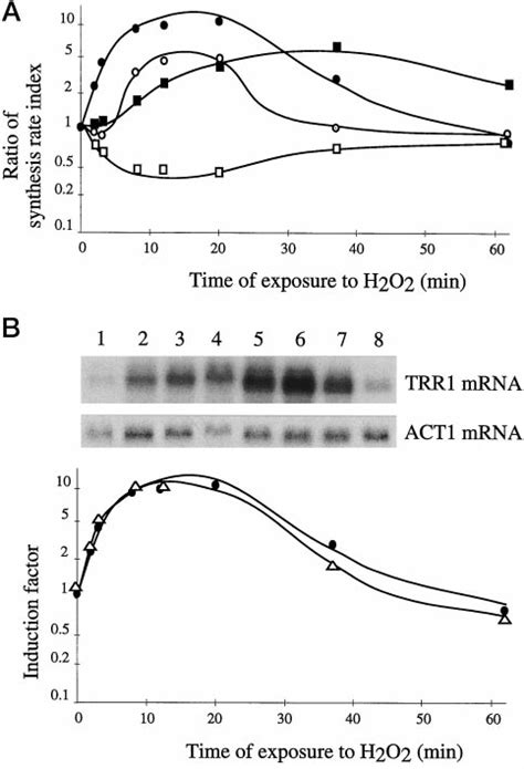 Kinetics Of The H 2 O 2 Response A Protein Kinetic Profiles The