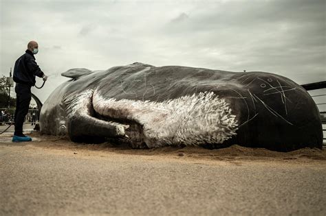 Disturbing Contents Discovered Inside Dead Sperm Whale In Hawaii | iHeart