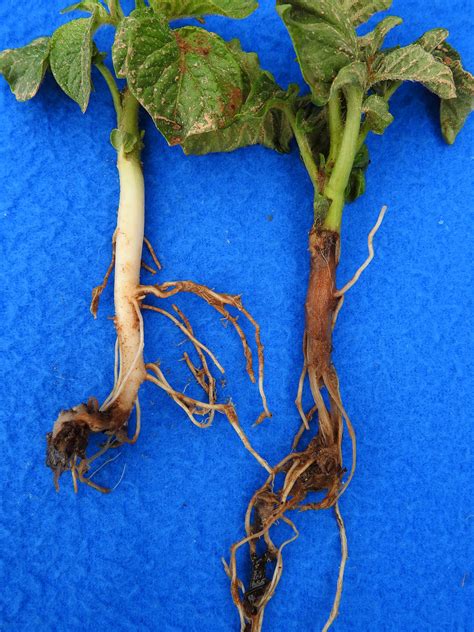 Potato Blackleg Caused By Dickeya Vegetable Pathology Long Island Horticultural Research