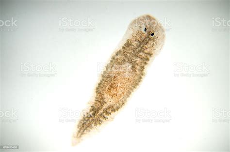 Planaria Flatworm Under Microscope View Stock Photo - Download Image Now - Two-Headed Planaria ...