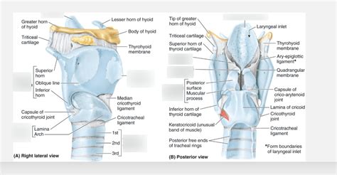 Larynx Cartilage Labeling Diagram | Quizlet