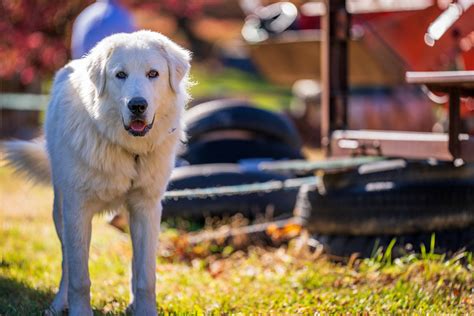 Ideal Diet For Great Pyrenees The Ultimate Great Pyrenees Feeding Guide