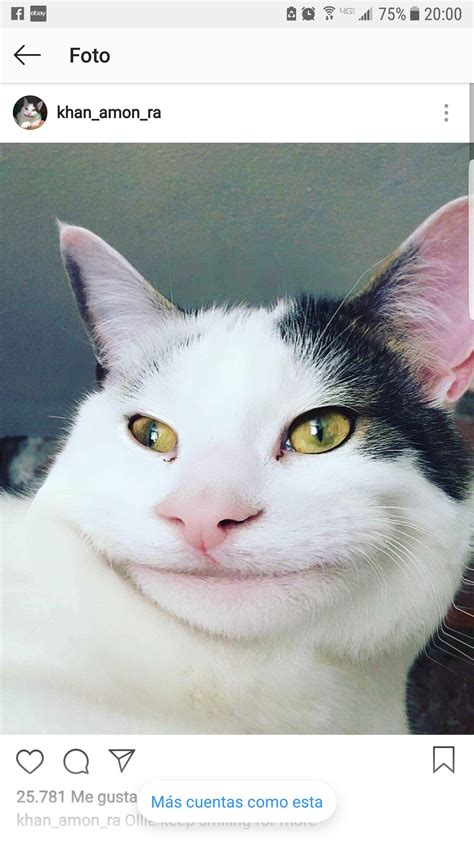 21 Polite Meme Cat Face