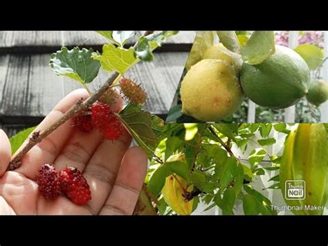 Petik Murberry Lemon Non Biji Dan Belimbing Bangkok Merah Tabulampot Di