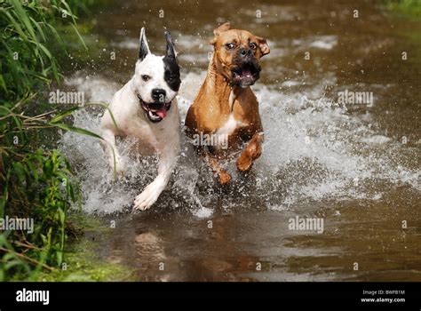 German bulldog hi-res stock photography and images - Alamy