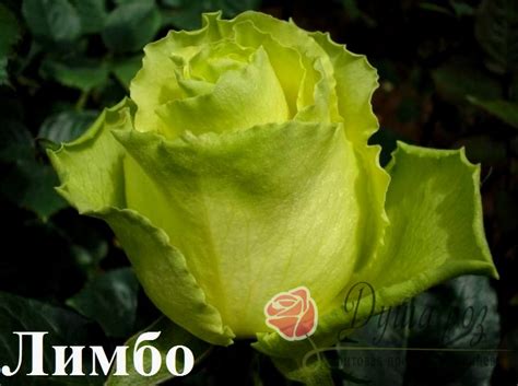 Роза Лимбо - Саженцы купить в магазине питомника