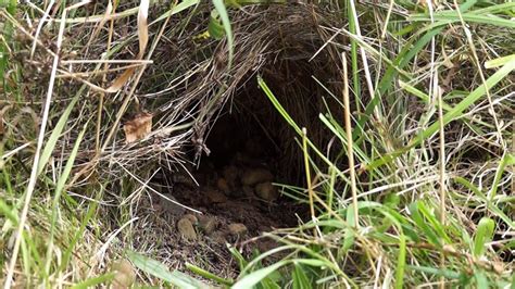 An Underground Wasps Nest Youtube