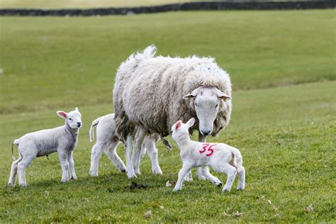 Sheep With Lambs Free Stock Photo Public Domain Pictures