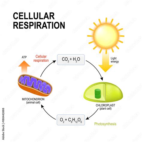 Cellular respiration. Connecting Cellular Respiration and Photosynthesis Stock Vector | Adobe Stock