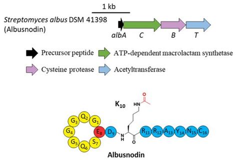 Biosynthesis Of Lasso Peptides Encyclopedia Mdpi