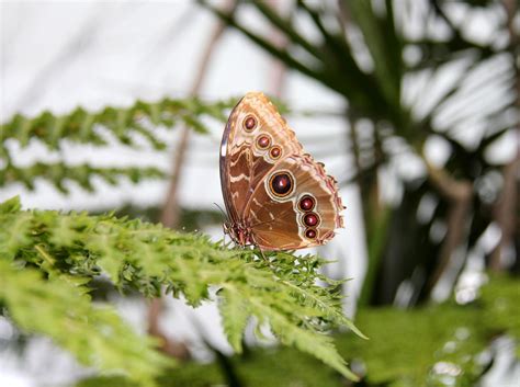 Butterfly at the Pacific Science Center, Seattle | Smithsonian Photo Contest | Smithsonian Magazine