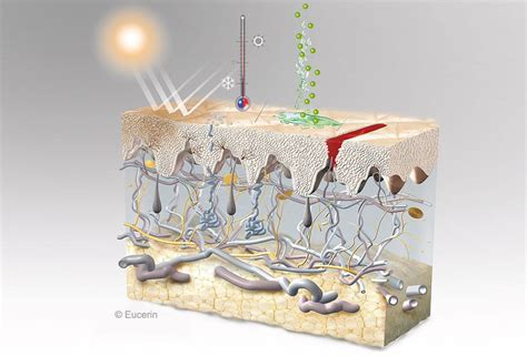 Role of skin | Skin’s protective barrier | Eucerin